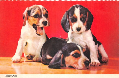 Dog beagle pups postcard - dog,