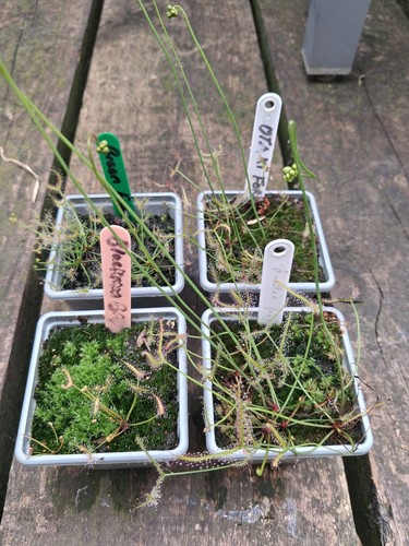 Drosera bintacollection - drosera,