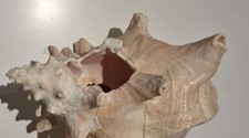 Queen Conch Shell - 22cm previously used as a lamp