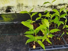 Zingiber zerumbet - 9 cm Pot Ginger Seedling