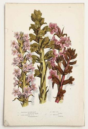 Broomrape anne pratt - broomrape,