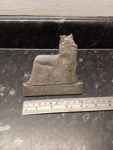 Yorkshire terrier dog - ,