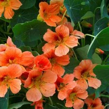15 Vesuvius Nasturtium Seeds  - Edible