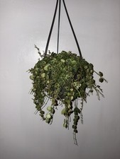 String Of Turtles - 14 Cm