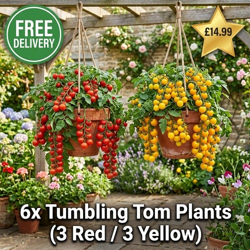 Tomato plug plants - plug,
