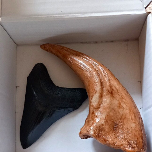 2pc fossil shark teeth - fossil,