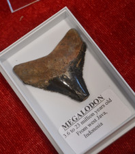 WOW, Genuine MEGALODON SHARK tooth in display box! BEST VALUE MEG TEETH! b12