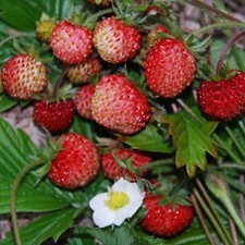 Fruit - Wild Strawberry - Fragaria Vesca - 100 Seeds