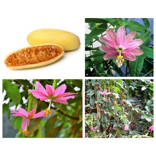 Passion flower passiflora - passion,
