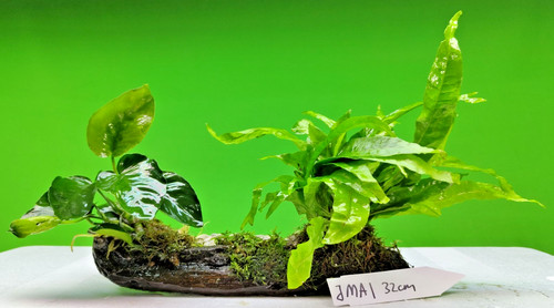 Java fern moss and anubias - java,