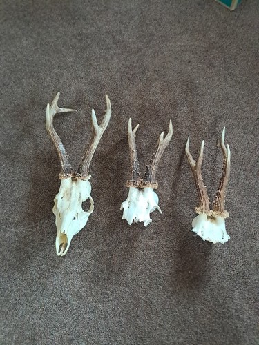 Roe deer taxidermy skull - taxidermy,