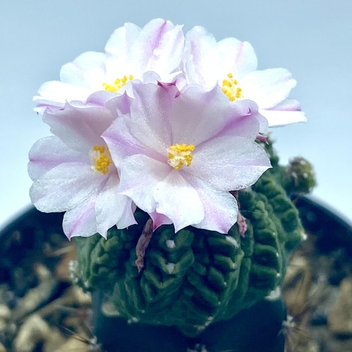 Aztekium ritteri 397 clone - aztekium, lh