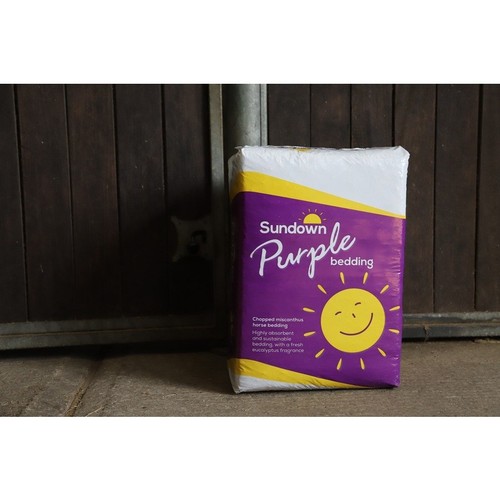 Sundown purple miscanthus - purple,
