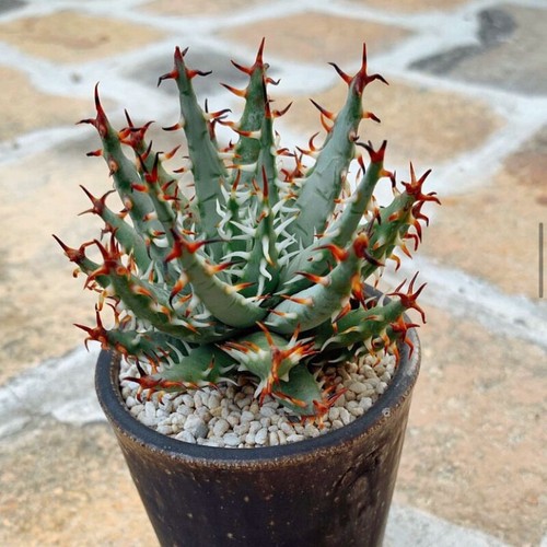 5cm aloe erinacea liliaceae - aloe,