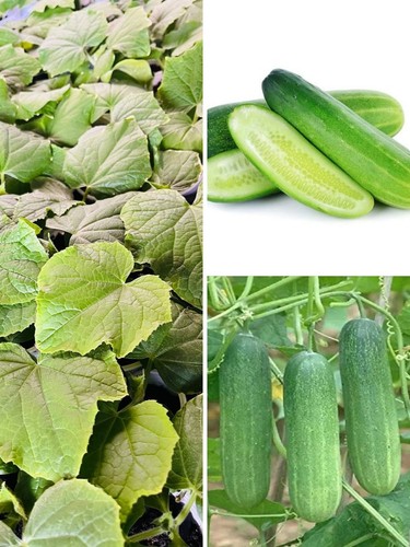 Cucumber plants asian thai - asian,,