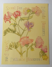 ATHENA Postcard- Language of Flowers Sweet Pea by Charmian Veitch