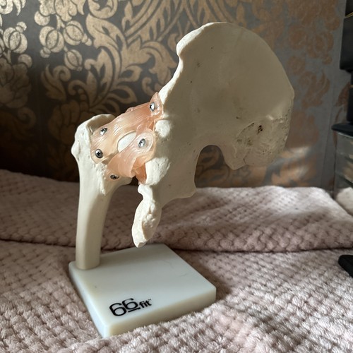 Vintage 66fit hip pelvis - pelvis, joint