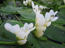 Aponogeton distachyos water - aponogeton,