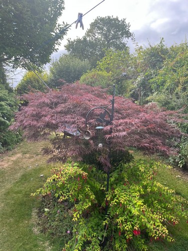 Mature specimen japanese maple - specimen,