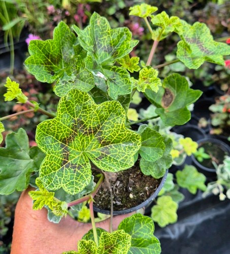 Pelargonium crocodile 9cm - pelargonium, 'crocodile'