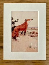 Fox Print by Cecil Aldin in a