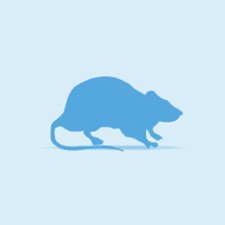 Frozen Giant Rats, 451g