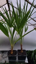 2 plants   Chamaerops humilis Hardy Palm trees 55cm+