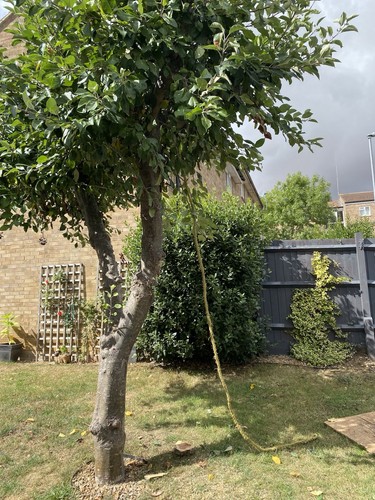 Tree removal services stu - tree, (stu