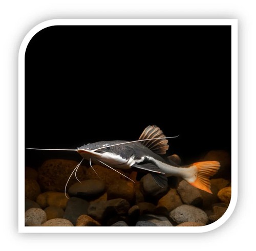 Redtail catfish - redtail,