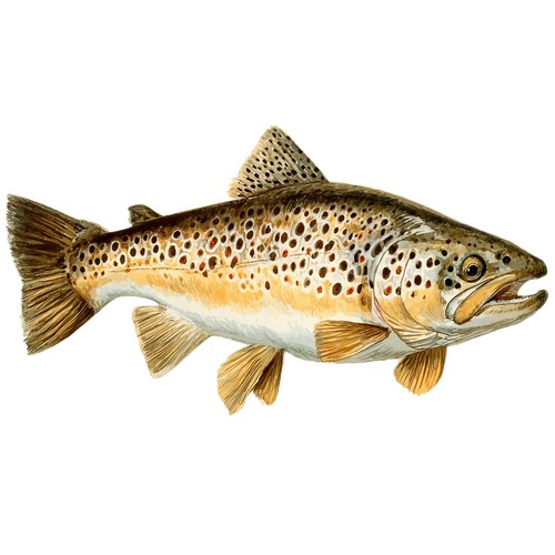 Sticker trout car - 4x,