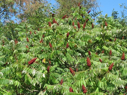 Rhus typhina stag horn - horn, sumach