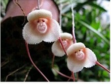 10 x Monkey Face Orchid Seeds Bonsai Flowers Garden 