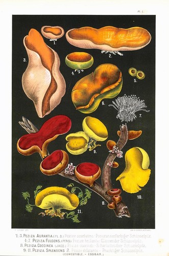 1890 lithograph fungi mushroom - lithograph,