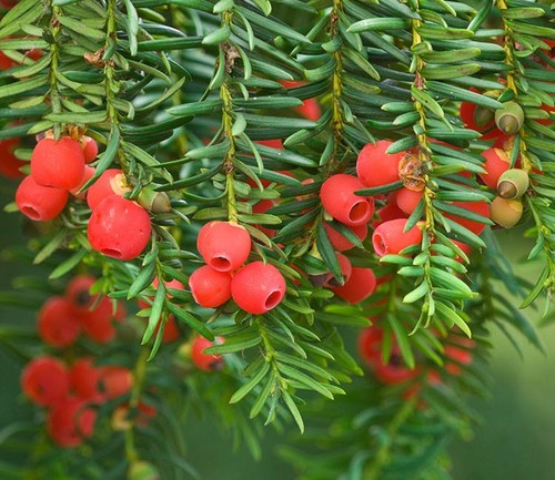 Taxus baccata seeds - baccata,