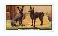 AFRICAN HAIRLESS TERRIER GALLAHER 1938 DOGS 2nd SERIES  DOG CIGARETTE CARD #37