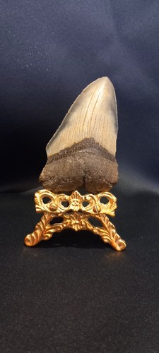 Genuine authentic megalodon - genuine,