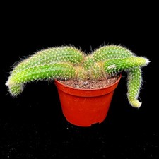 Hildewinteria Colademoninis