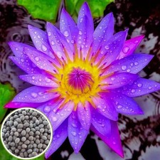 50  Seeds Ceylon Rare Blue