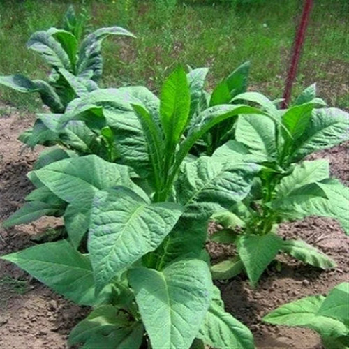 Banana leaf tobacco seeds - seeds,