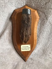 Taxidermy Pad Hunting Trophy Fox Plaque “Rowland Ward Taxidermists London”