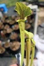 Sarracenia - 🔥🔥 Grimey x