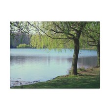 Canvas Wall Art, Willow Tree