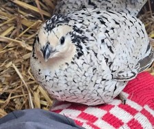 Snowflake bobwhite quail eggs