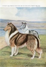 COLLIE DOGS ROUGH AND SMOOTH