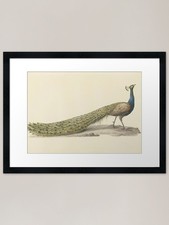 Vintage Blue Peacock Print
