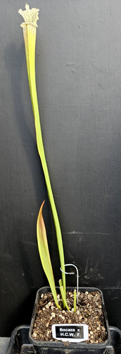 Sarracenia bocaza hurricaine - sarracenia, x