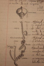 C1900 manuscript colored bird - manuscript,