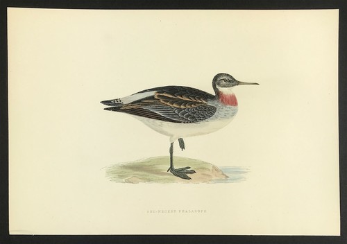 Red necked phalarope - red, british