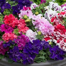 PETUNIA Grandiflora - 20 x