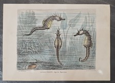 SEAHORSE PRINT Hippocampus